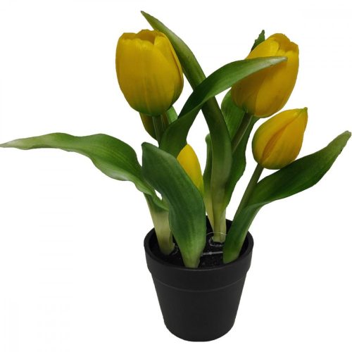 tulipánok egy cserében 5 db sárga 23 cm-es élő tavaszi dísz