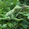 Rappa - Plüss valósághű zöld béka plüssállat 19 cm Környezetbarát
