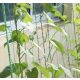 Háló - növénytámasz 2x20m