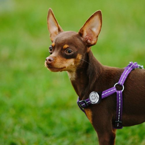 UMO21003A kisállat-biztonsági lámpa