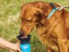 Turisztikai vizes palack kutyáknak