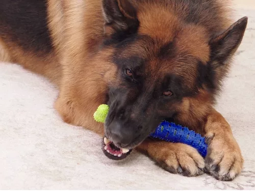 Dog Teether gumicsont fogkefe kutyajáték