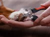 Cleste profesional pentru taiat unghii animale, maner ergonomic