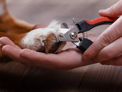 Cleste profesional pentru taiat unghii animale, maner ergonomic