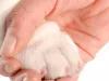 Cleste profesional pentru taiat unghii animale, maner ergonomic