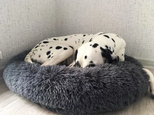 Bolyhos kutyaágy macskaágy puha párna kanapé  50cm fekete