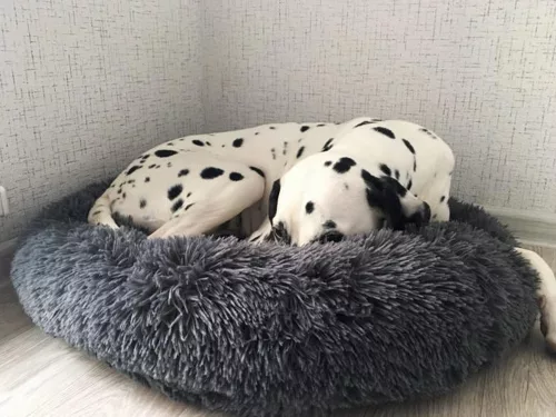 Bolyhos kutyaágy macskaágy puha párna kanapé  50cm fekete
