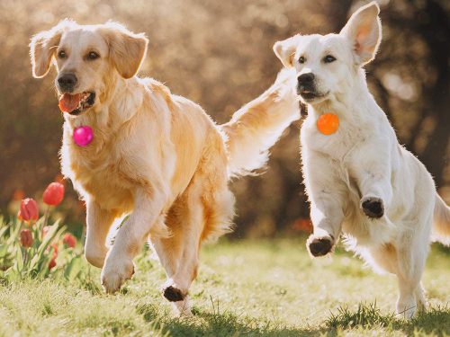 Led medál kutya macska nyakörvre narancs