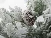 Műkarácsonyfa hóval, kicsi, 45 cm, dekoratív íróasztalhoz, asztalhoz, vastag hóval