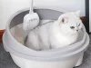 Litiera deschisă, mare și solidă, cu cupă și margine înaltă