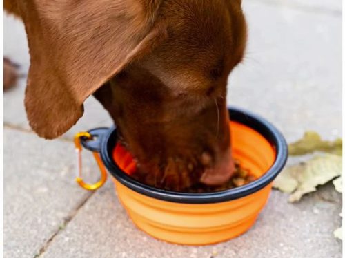 Szilikon tál kutyáknak összecsukható turisztikai carabinieri 800mlnarancs