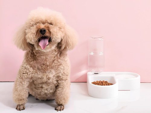 2in1 dupla etető- és itatótál 500 ml-es tartállyal kutyának macskának